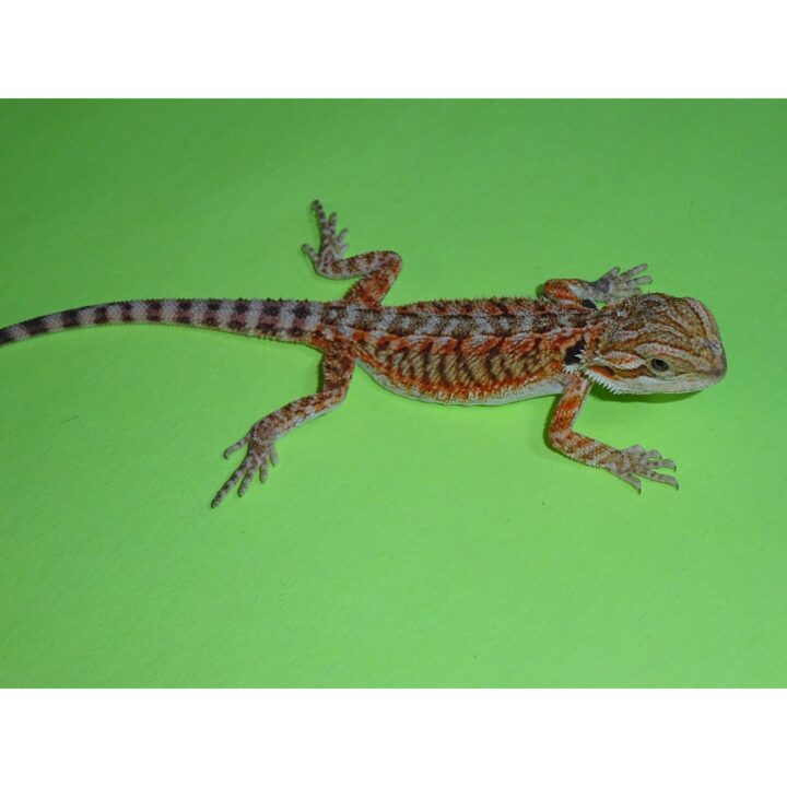 Hypo Tangerine Bearded Dragon baby