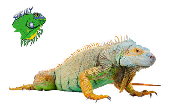 Online Reptile Shop - Strictly Reptiles - Reptile Breeders