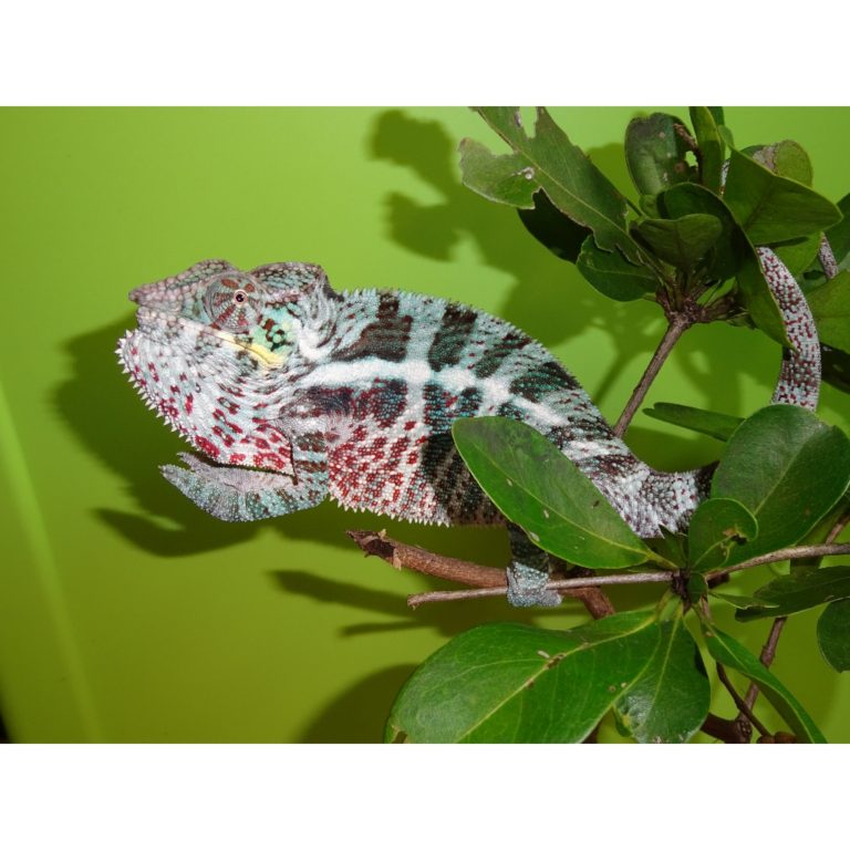 Panther Chameleon Nosy Faly – juvenile to small male – Strictly