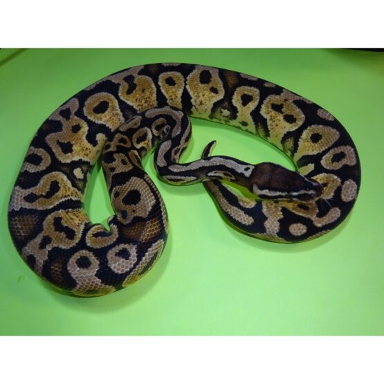 Pastel Yellow Bellied female 450g