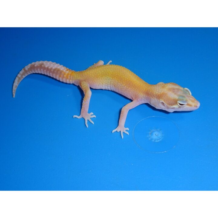 Raptor Leopard Gecko adult female