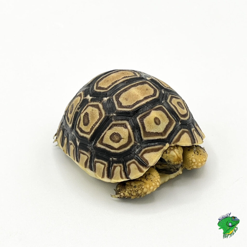 Sulcata Tortoise - cb baby - Strictly Reptiles