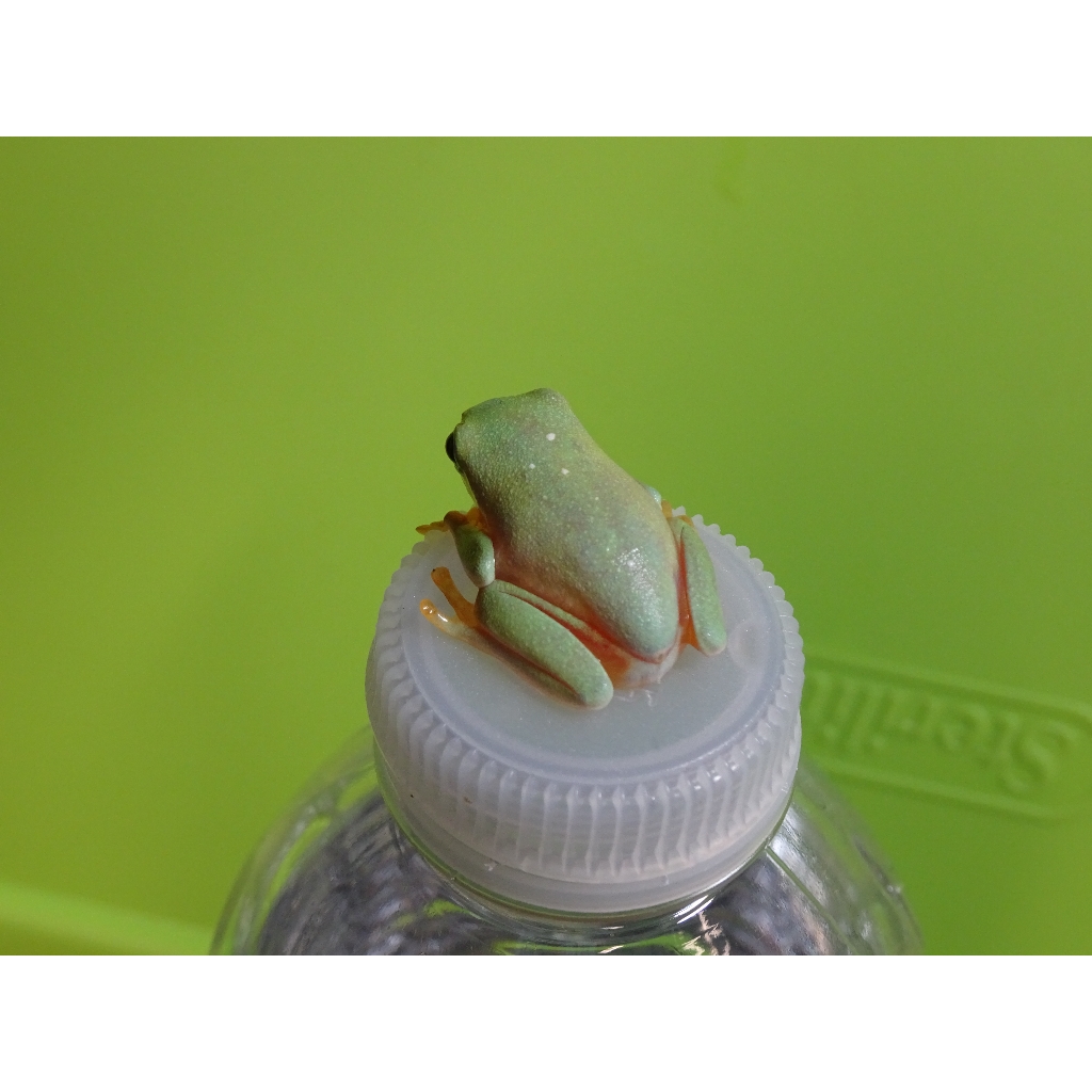 Black Eye Tree Frog - captive bred baby - Strictly Reptiles Inc.