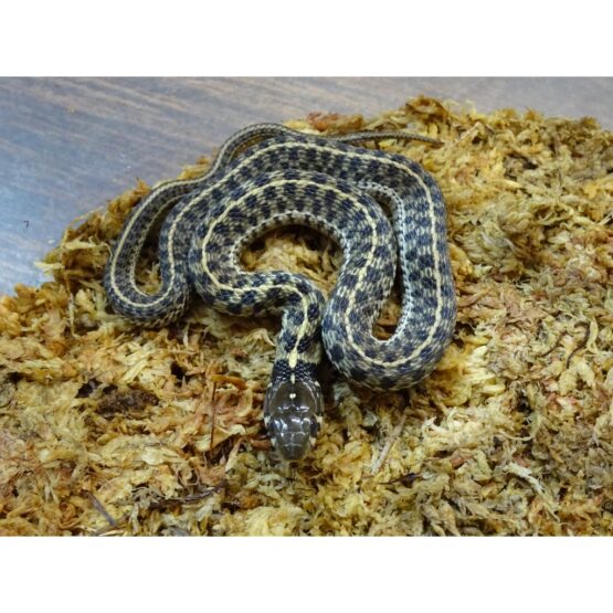 Checkered Garter Snake Strictly Reptiles