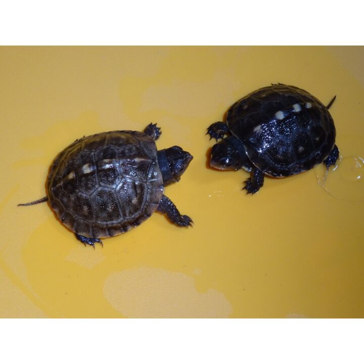 Eastern Box Turtle babies
