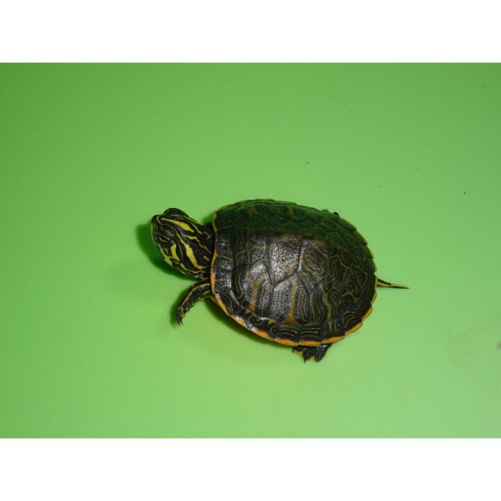 Florida Red Bellied Cooter baby top side