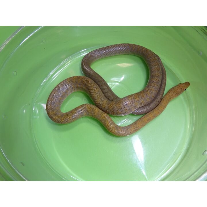 Green Rat Snake male