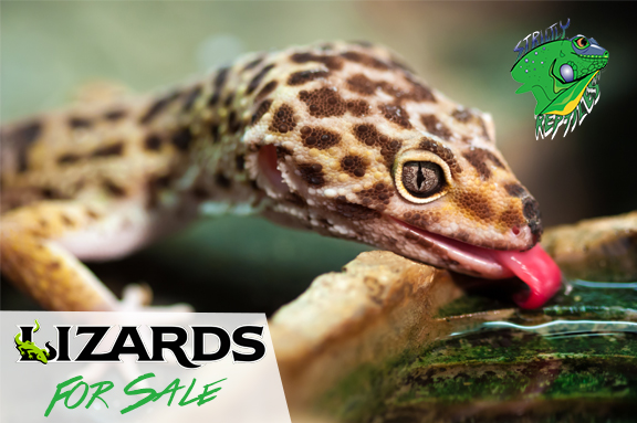 armadillo lizard for sale florida