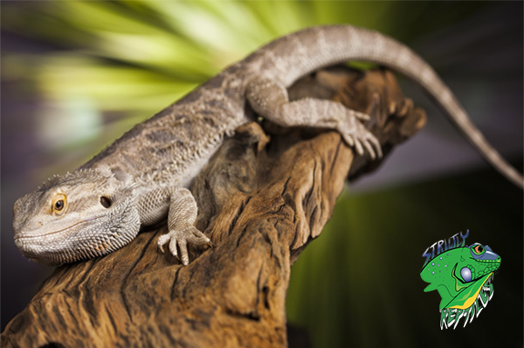 Reptile Store - Wholesale Exotic Animals - Strictly Reptiles