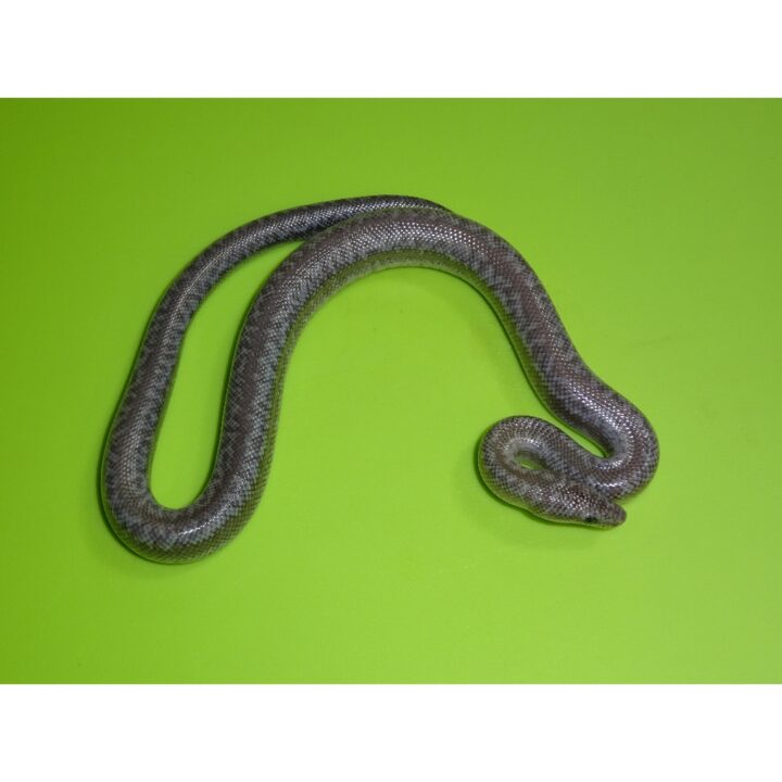 Rosy Boa Anerythristic baby