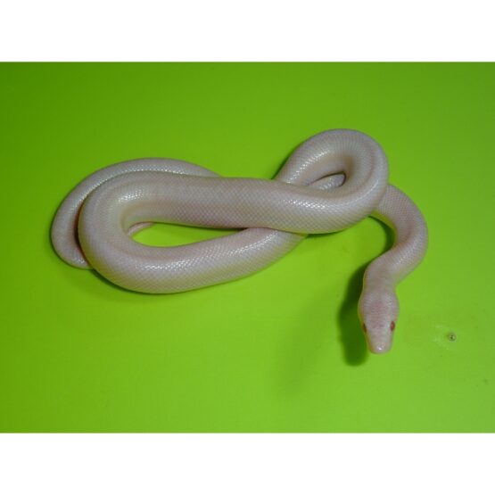 Rosy Boa Snow baby