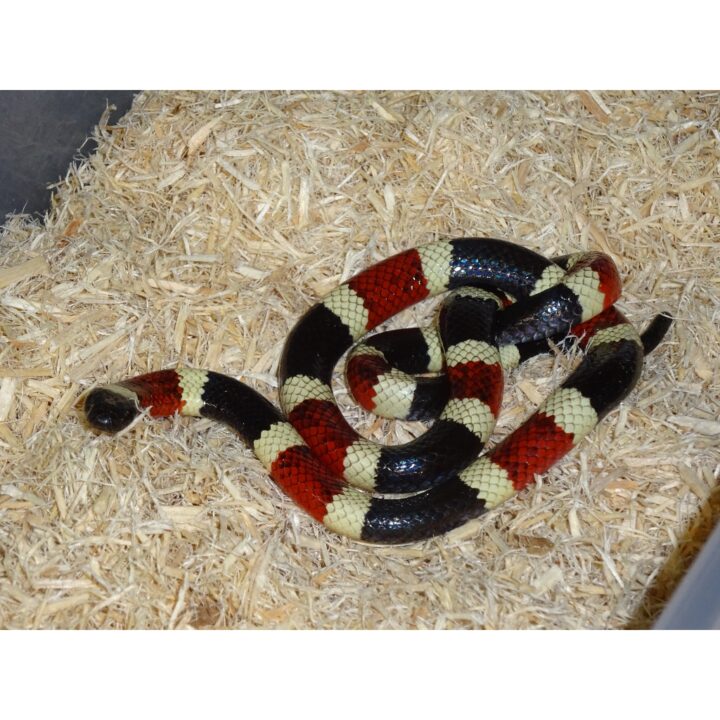 Sonoran Coral Snake