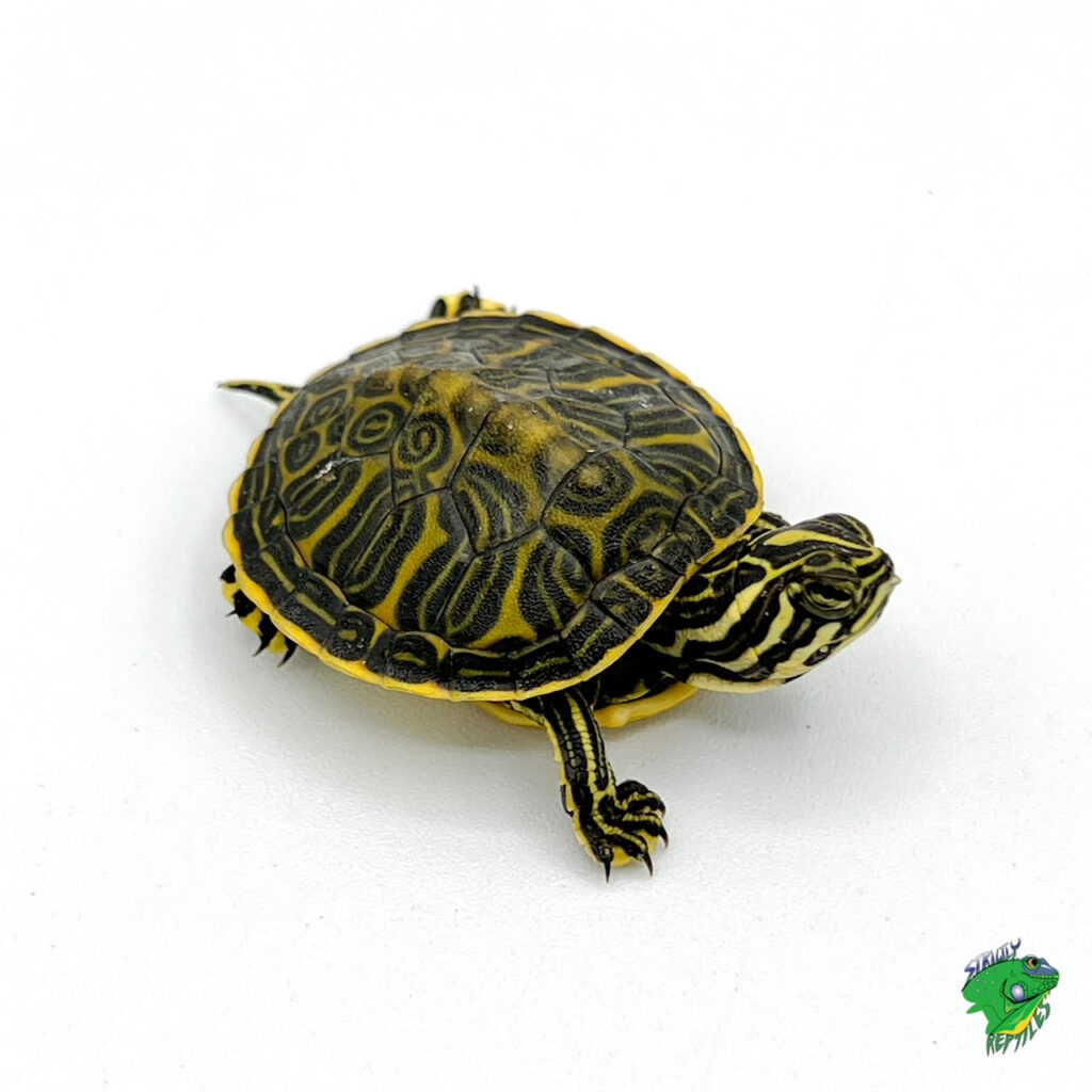 Japanese Pond Turtle - cb baby - Strictly Reptiles