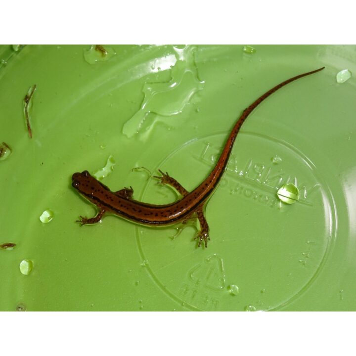 2 lined Salamander