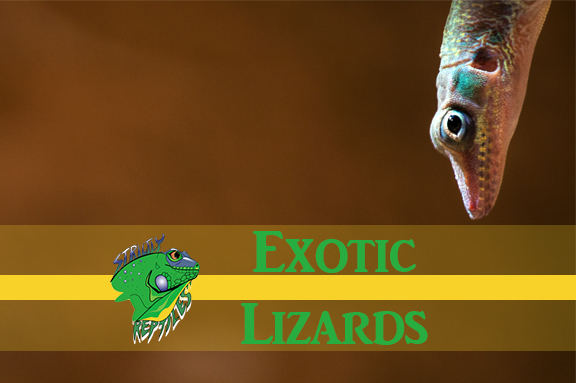 Exotic Lizards