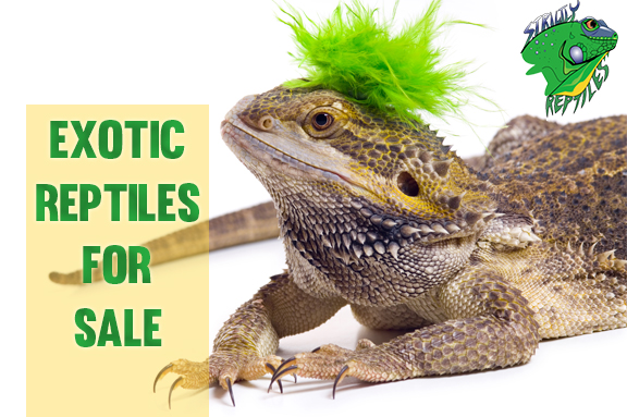 Exotic Reptiles For Sale - Strictly 