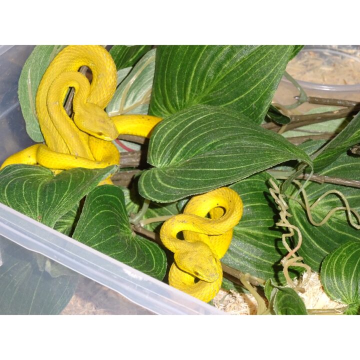 Komodo Island Yellow Viper