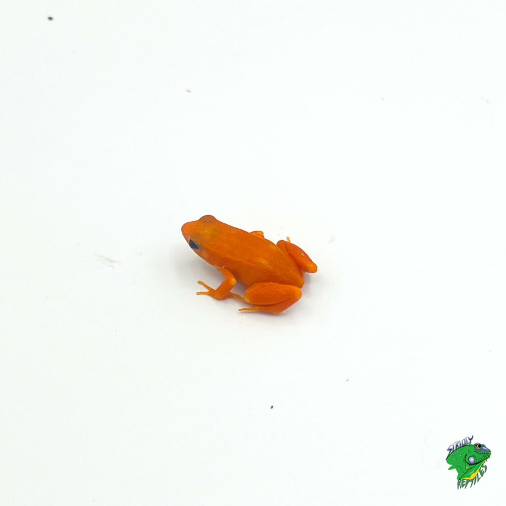 Golden Mantella - juvenile to adult - Strictly Reptiles