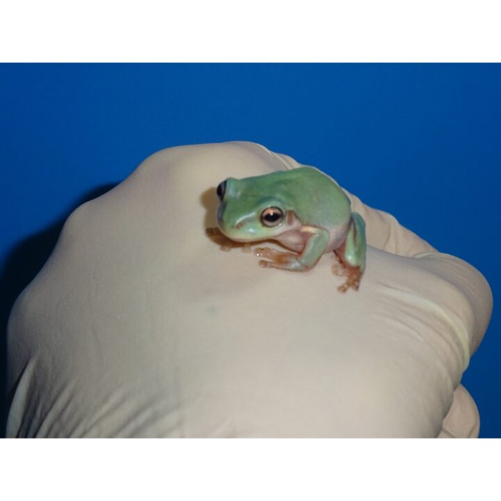 Blue Dumpy Frog baby