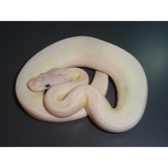 Blue Eyed Lucy male 85g