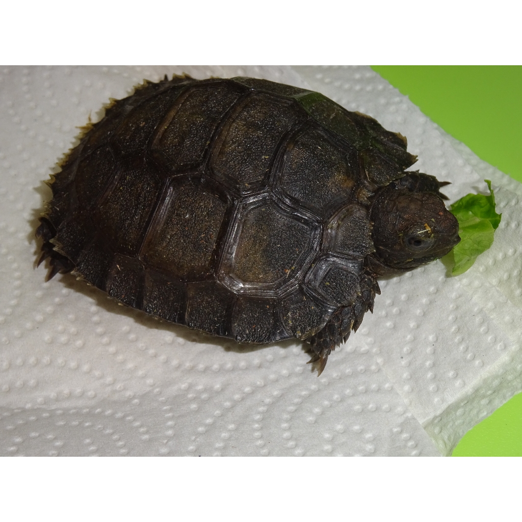 Burmese Brown Mountain Tortoise - cb baby - Strictly ...