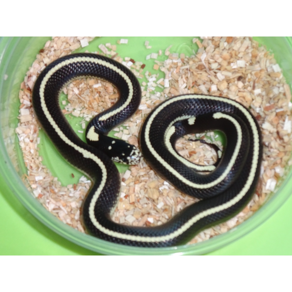 All 98+ Images white snake with black stripes and black head Excellent