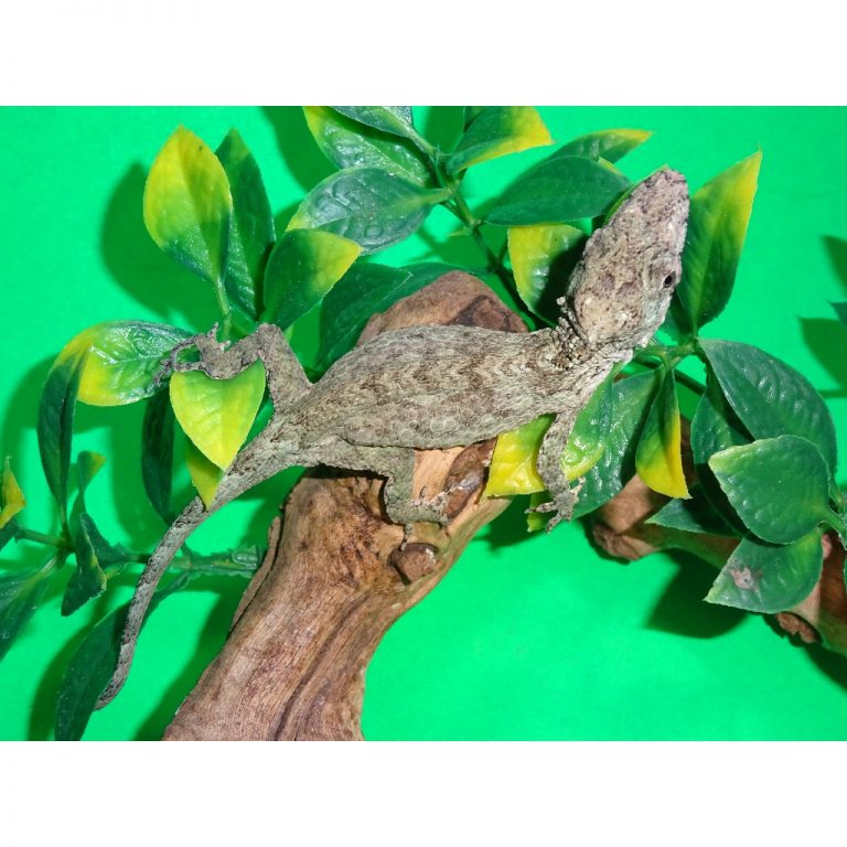 False Chameleon – cb baby to big baby MALE ONLY – Strictly Reptiles Inc.