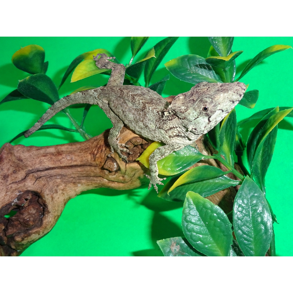 False Chameleon – cb baby to big baby MALE – Strictly Reptiles Inc.