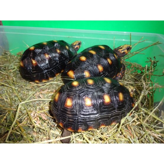 Red Foot Tortoise Venz 4 - 7 inch