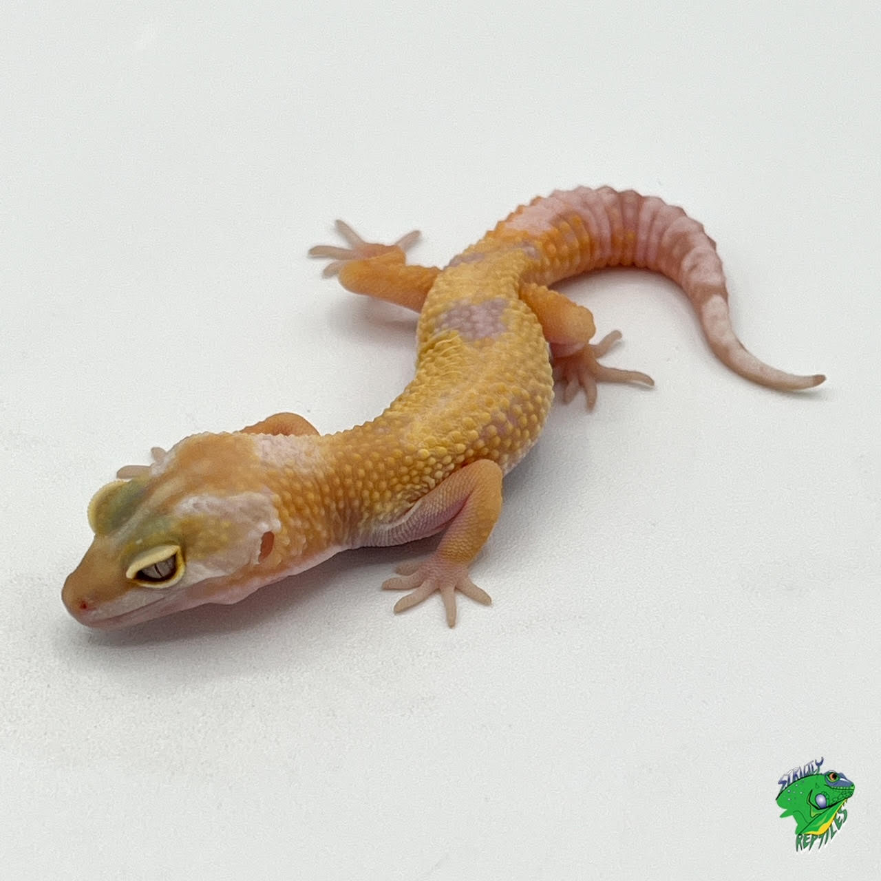 Leopard Gecko Mixed Morphs – Adult Female OUR MIX – Strictly Reptiles Inc.