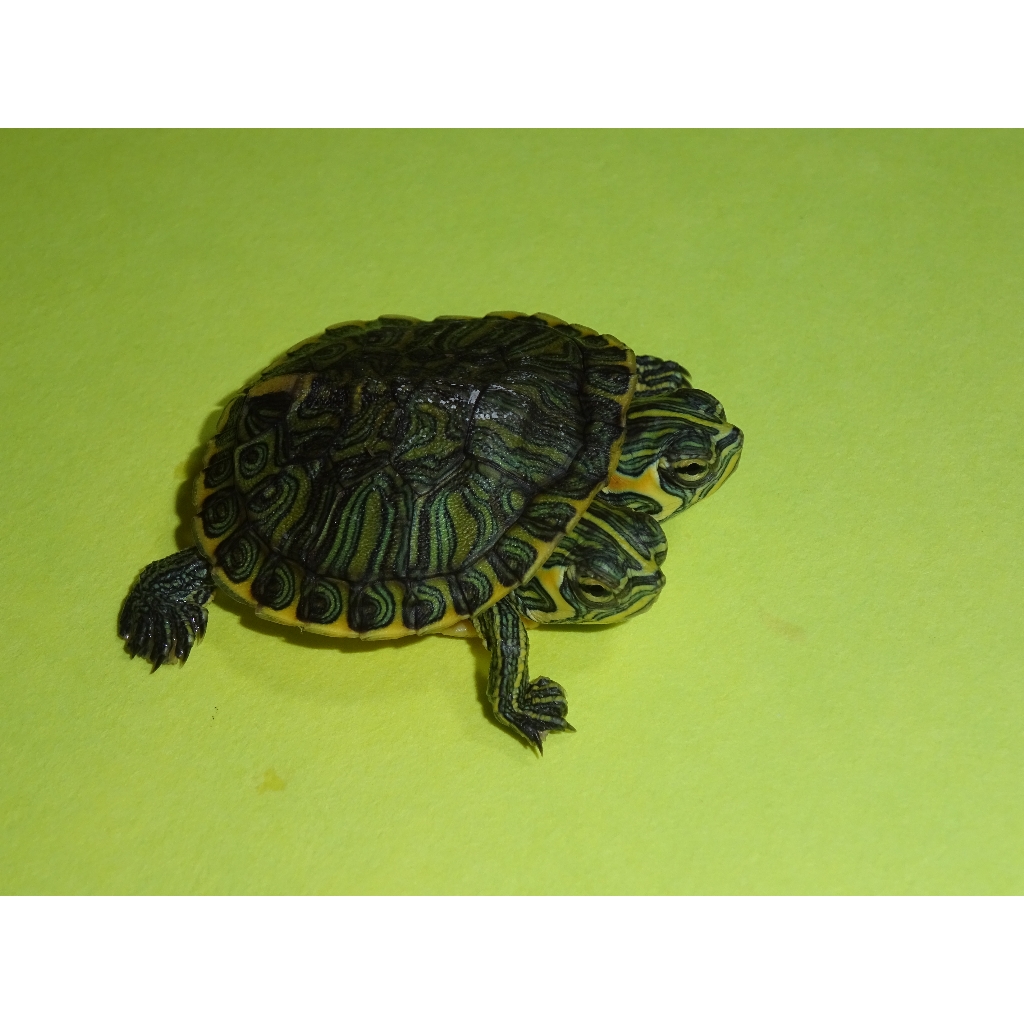 2-Headed Yellow Bellied Slider - baby - Strictly Reptiles Inc.