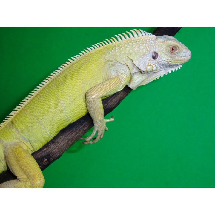 Albino Iguana juv