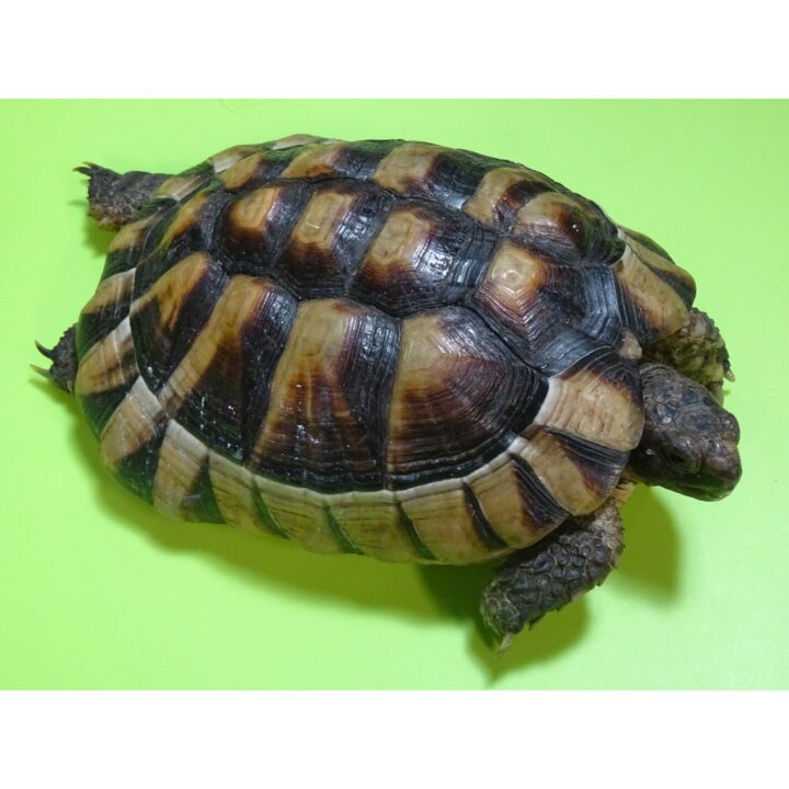 Marginated Tortoise adult female