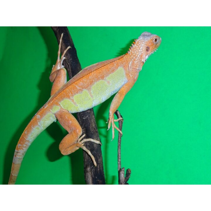 Translucent Iguana juv