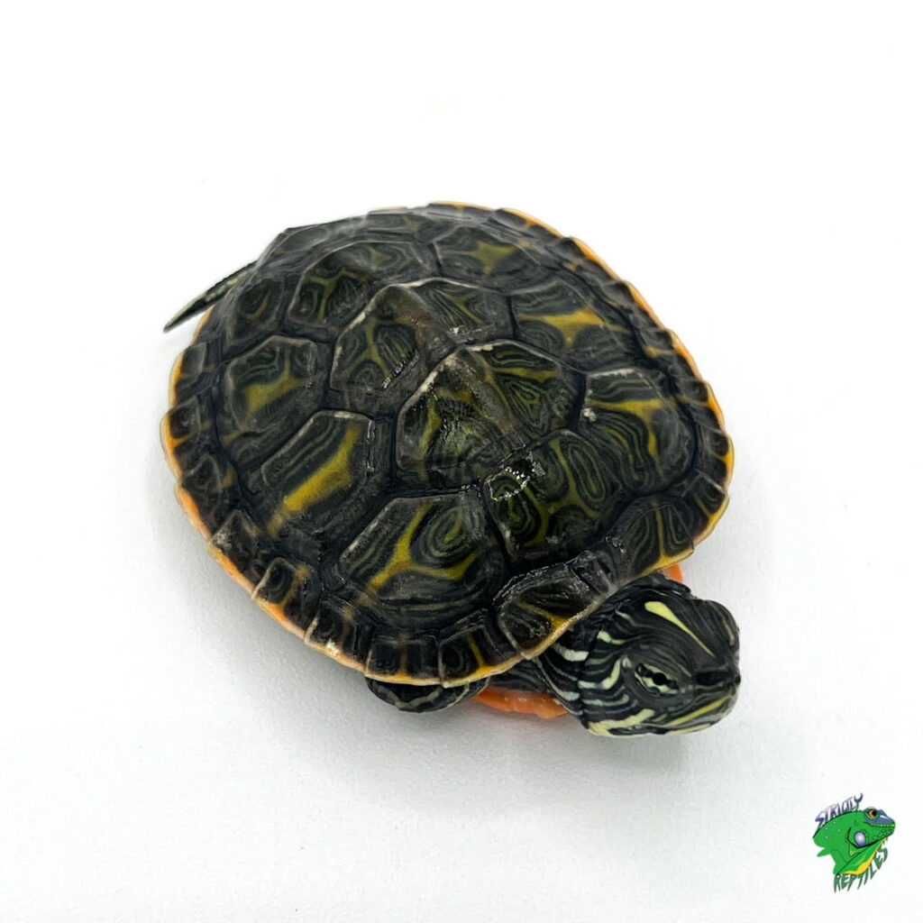 Malayan Flat-Shelled Turtles – 4 to 5 inch – Strictly Reptiles Inc.