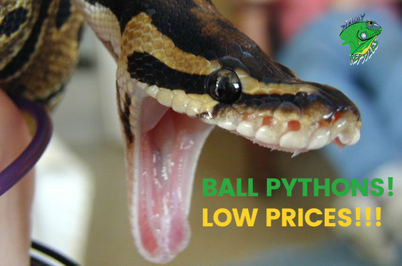 Price of Ball Python