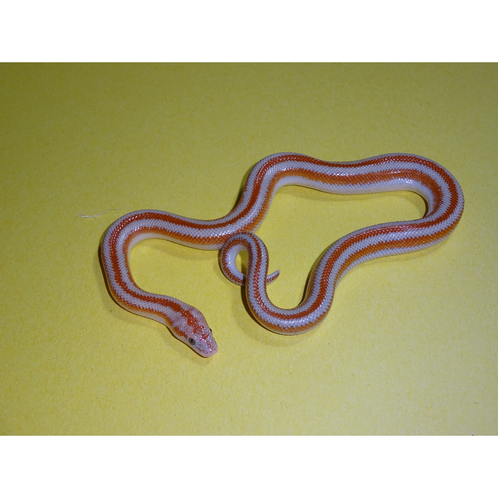 Coastal Rosy Boa- baby – Strictly Reptiles Inc.