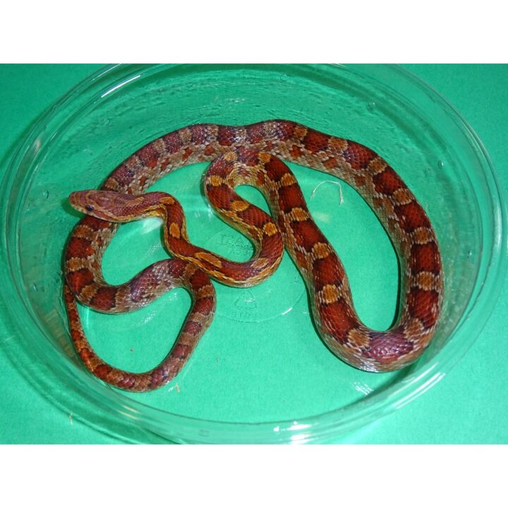 toy corn snake