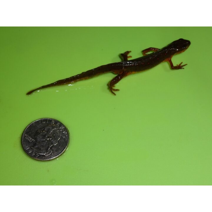 Eastern Newt moves fast