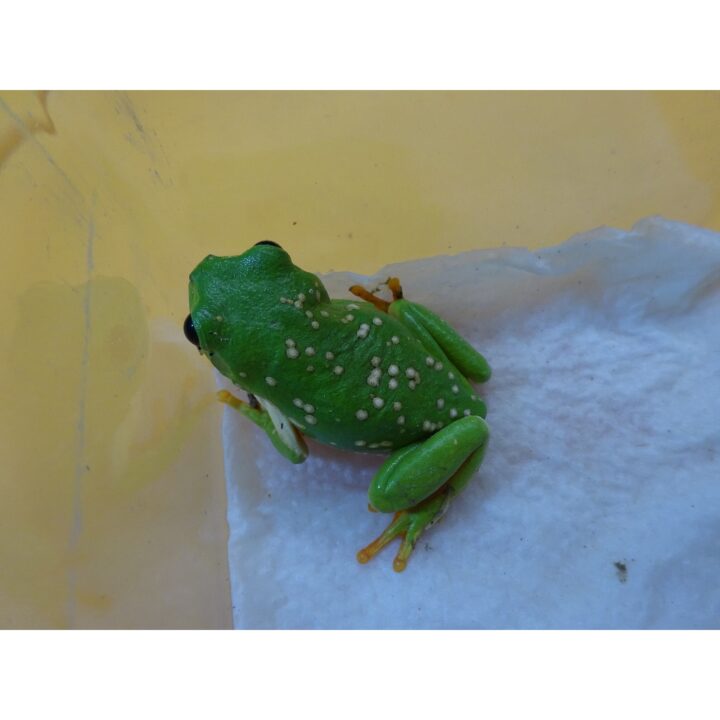 Mexican Dumpy Frog pachymedusa dachnicolor