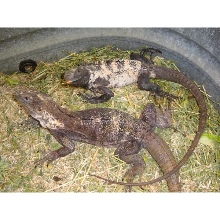 Mexican Spinytail Pink adults