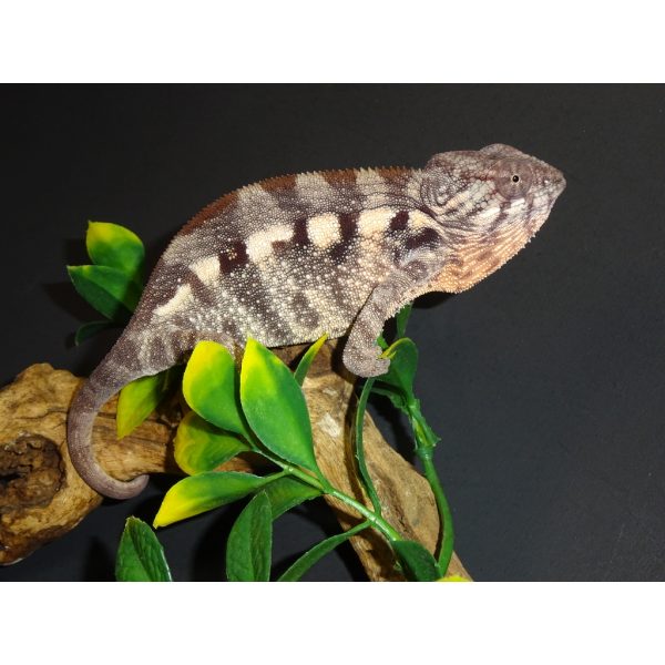 Panther Chameleon Tanibar - juvenile female - Strictly Reptiles Inc.