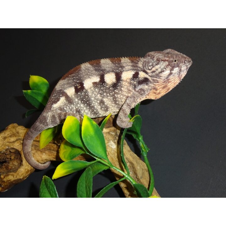 Panther Chameleon Tanibar juvenile