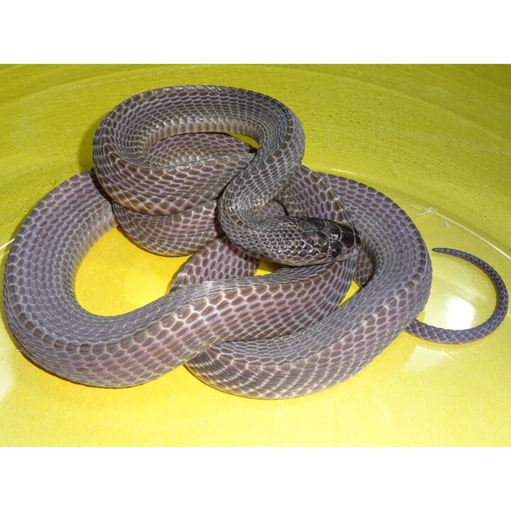 West African File Snake