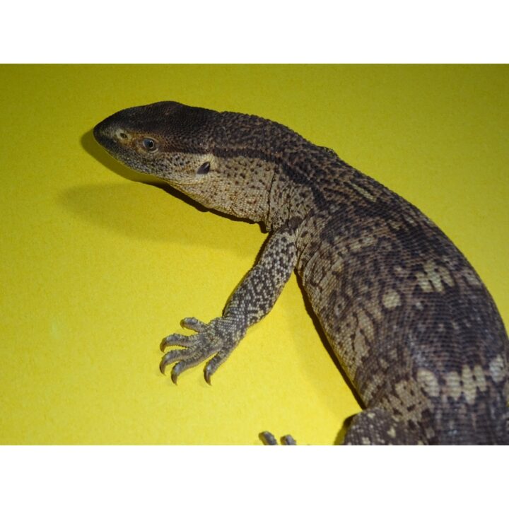 White Throat Monitor baby face