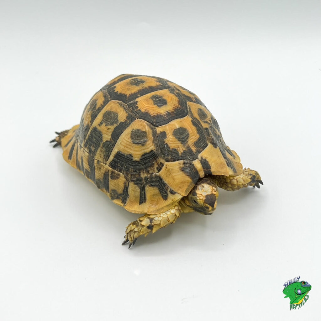 Sulcata Tortoise - cb baby - Strictly Reptiles