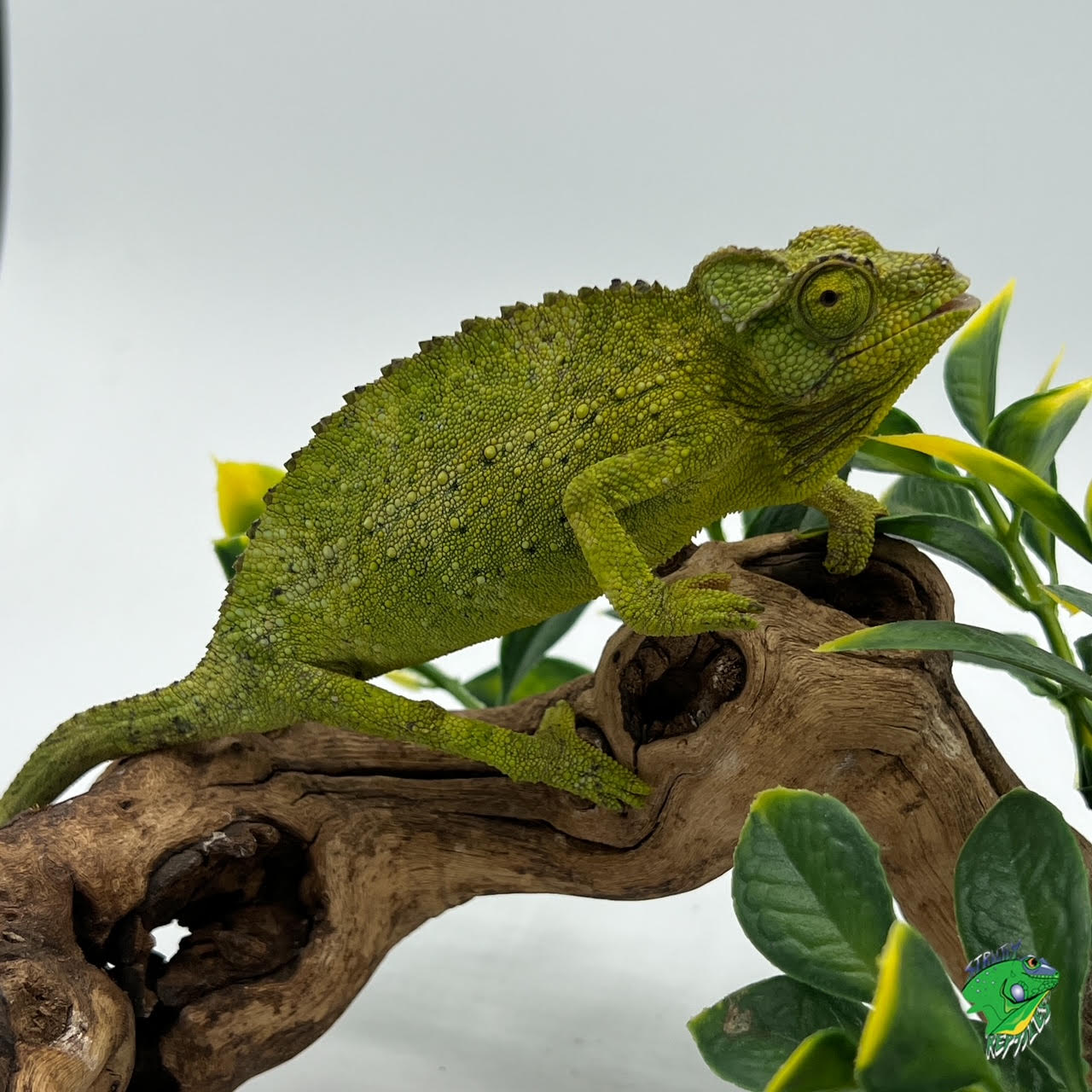 Verrucosus Chameleon Adult Strictly Reptiles