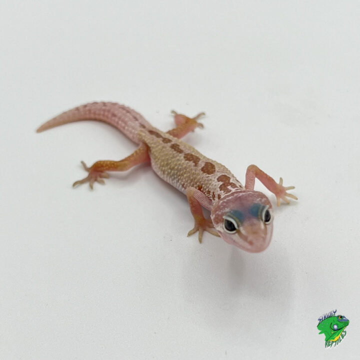 Fancy Mixed Morph Leopard Gecko - baby to big baby (Large Lot Pricing)