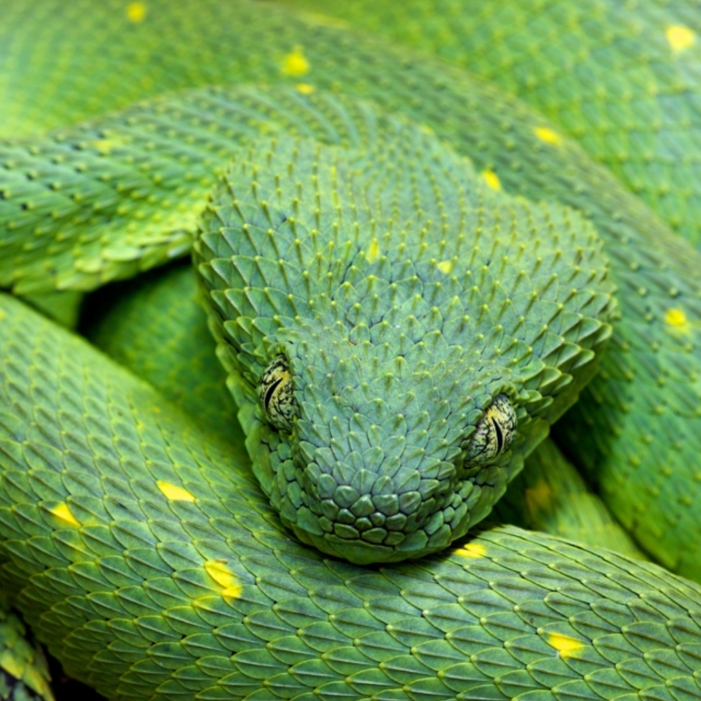 Snakes - Western bush viper ( Atheris chlorechis ) By