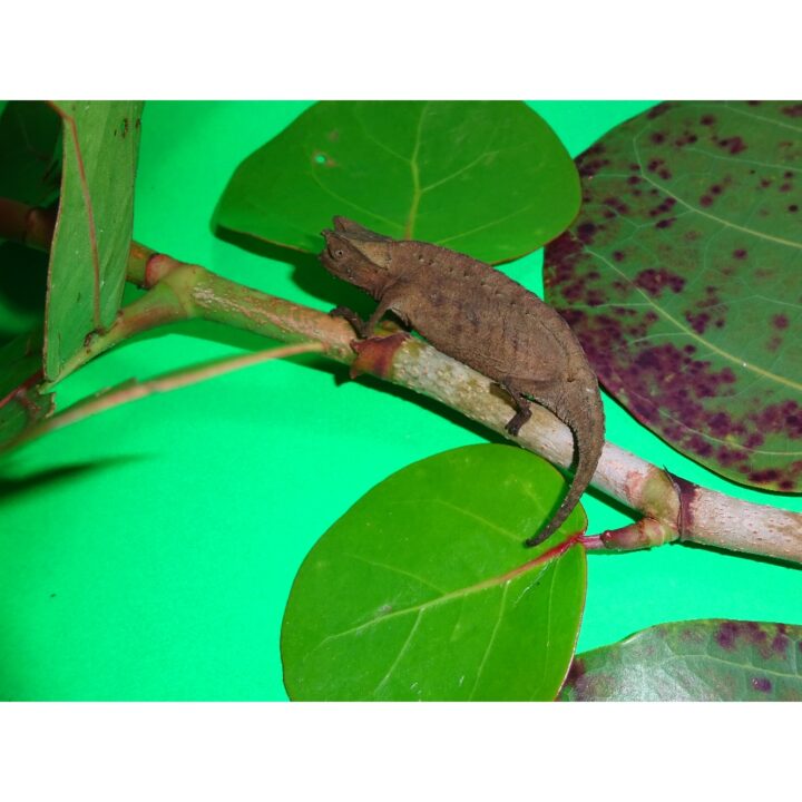 Brown Leaf Chameleons